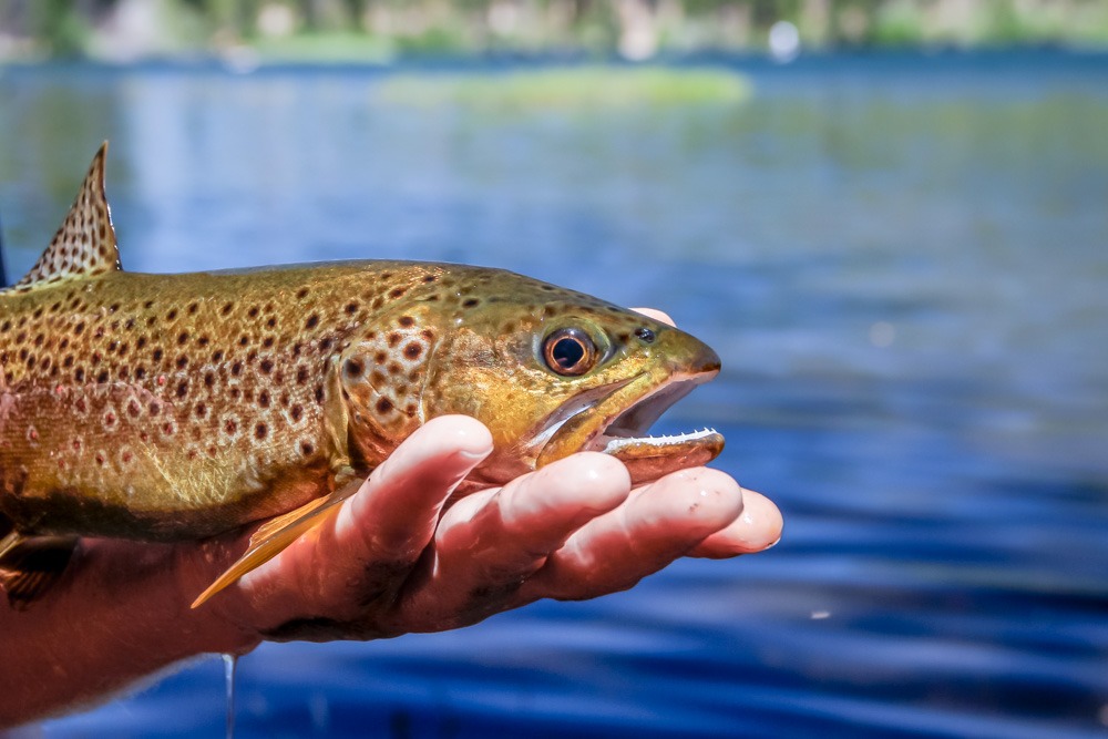 Manzanita Lake Brown Trout