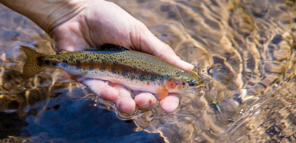 McCloud River Redband Trout Fly Fishing