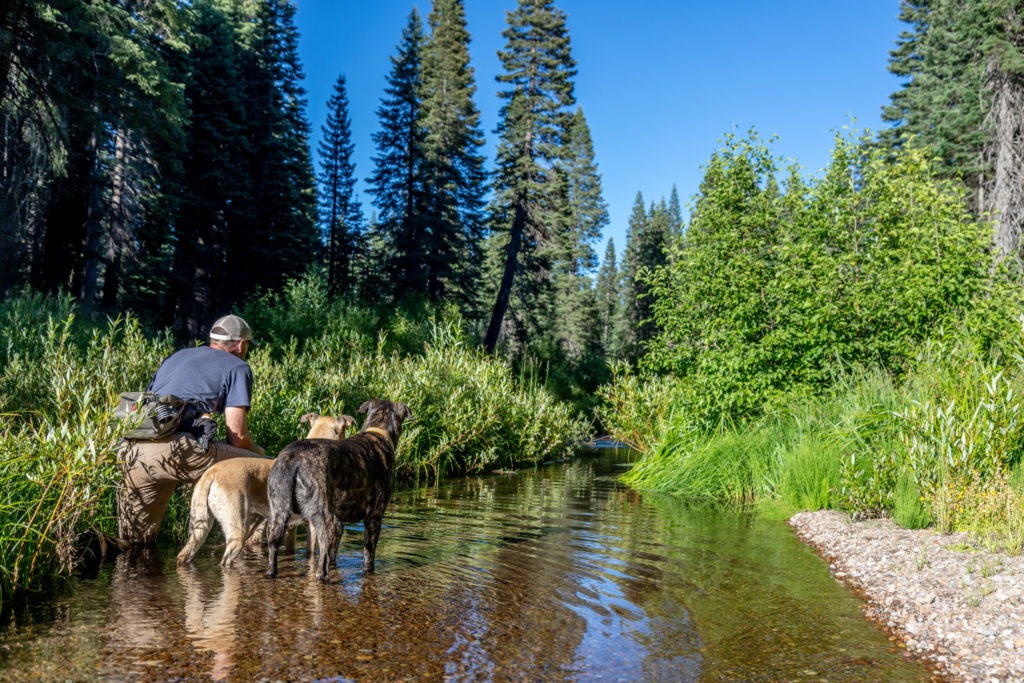 Fly fishing for McCloud River Redband Trout