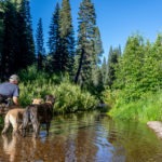 Fly Fishing for McCloud River Redband Trout