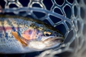 Where to catch McCloud river redband trout