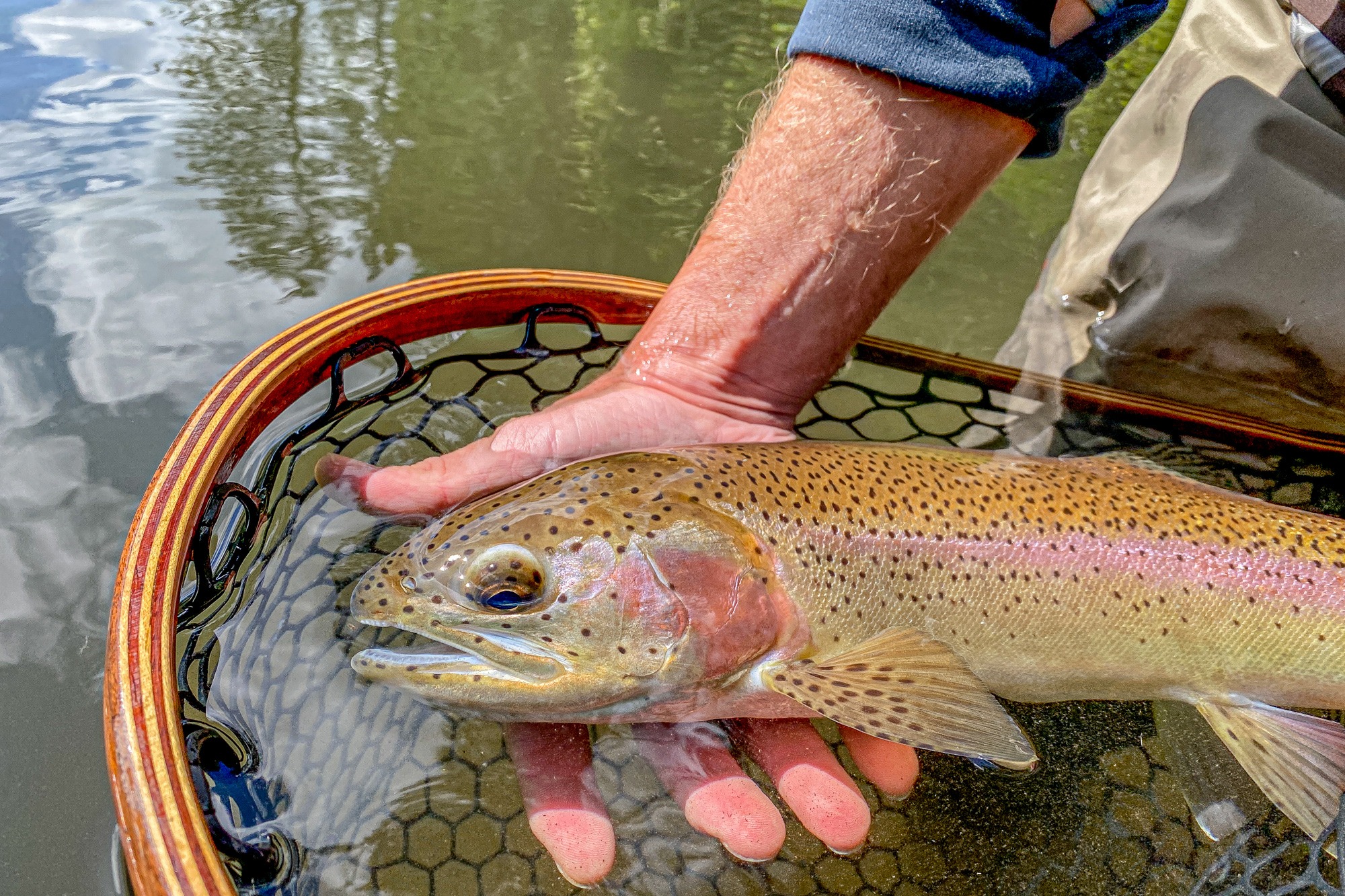 Fish in net