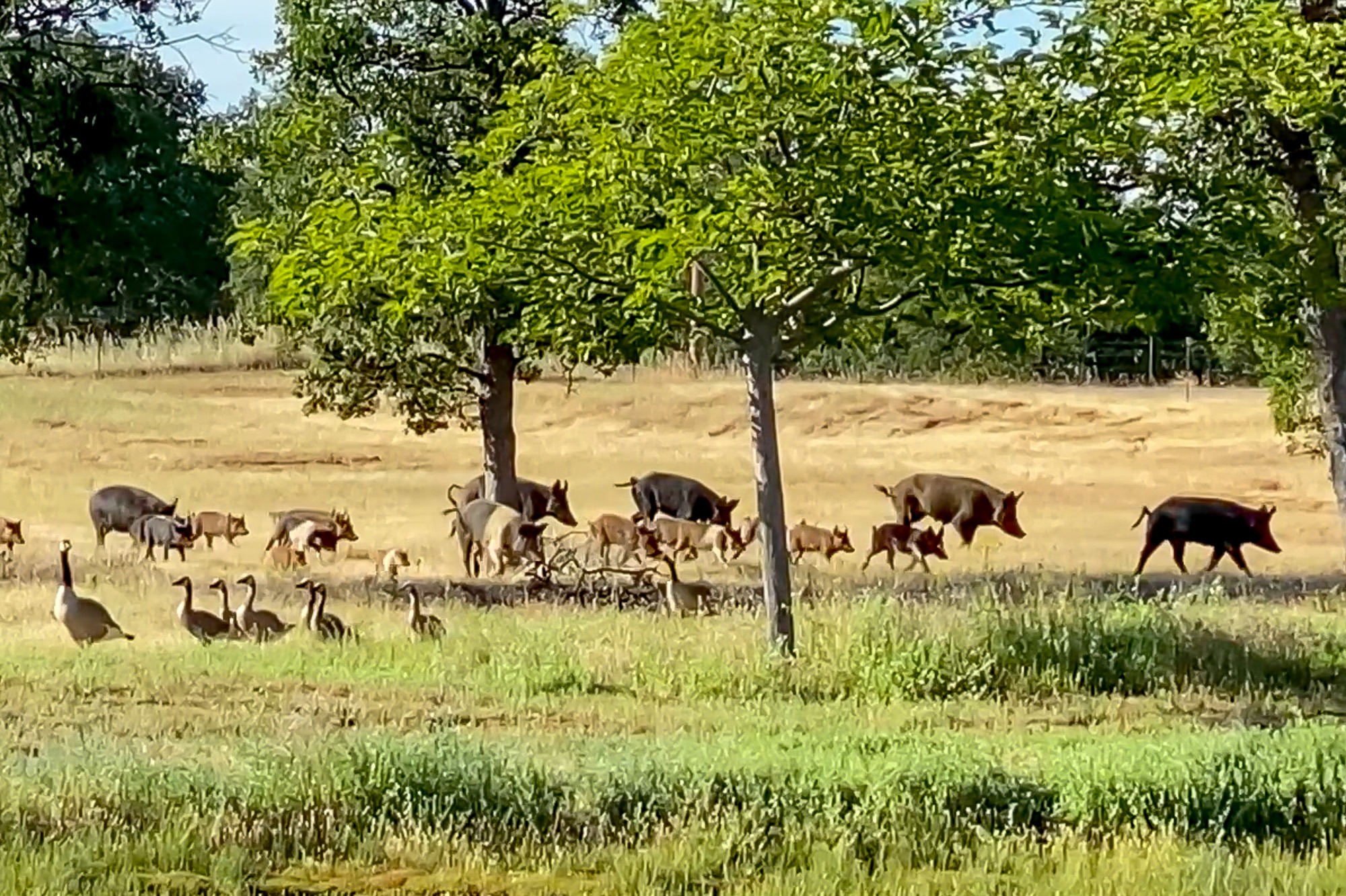 Red Bluff ranch for sale. Wild pigs and geese.