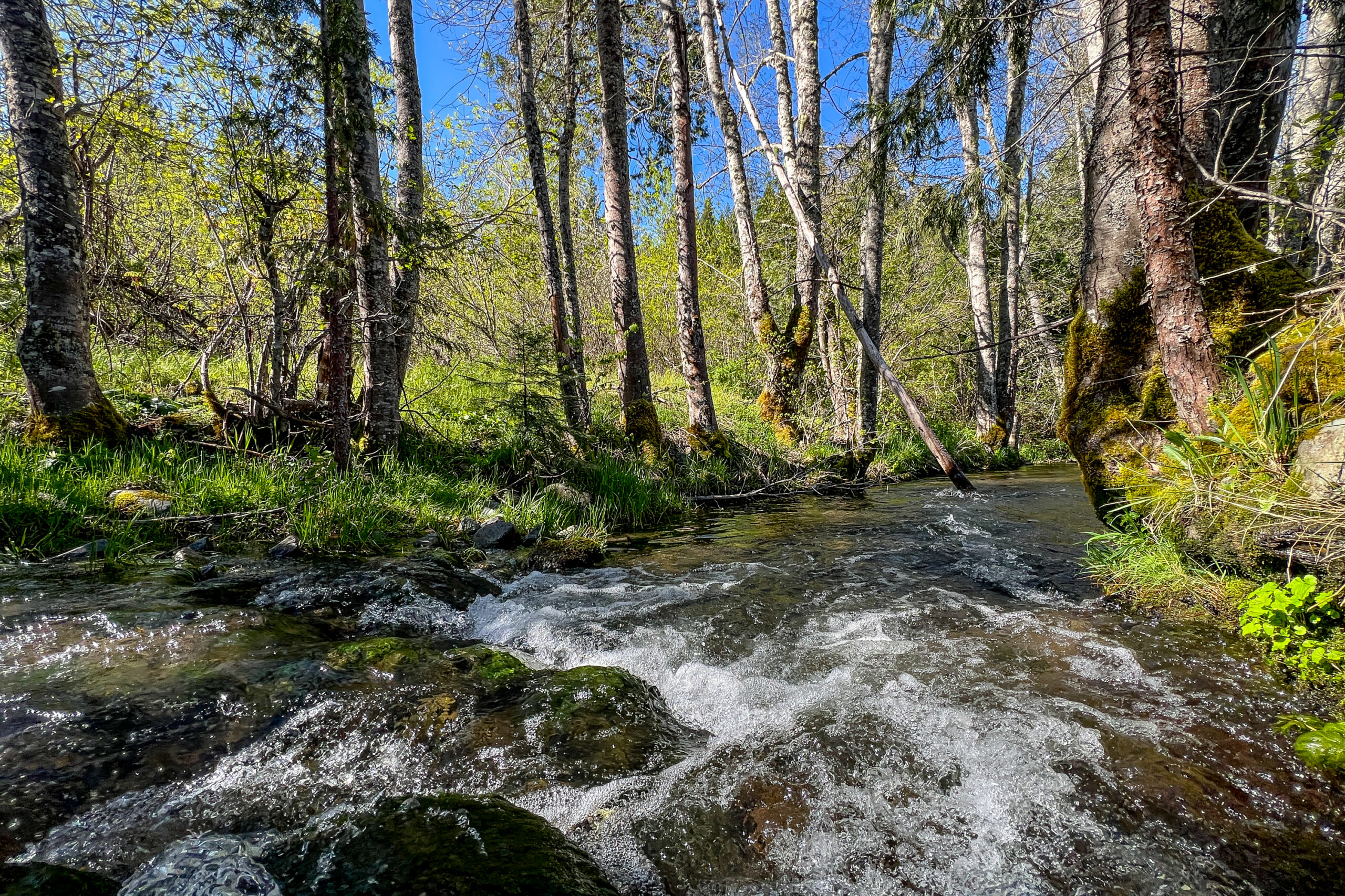 Creek 2