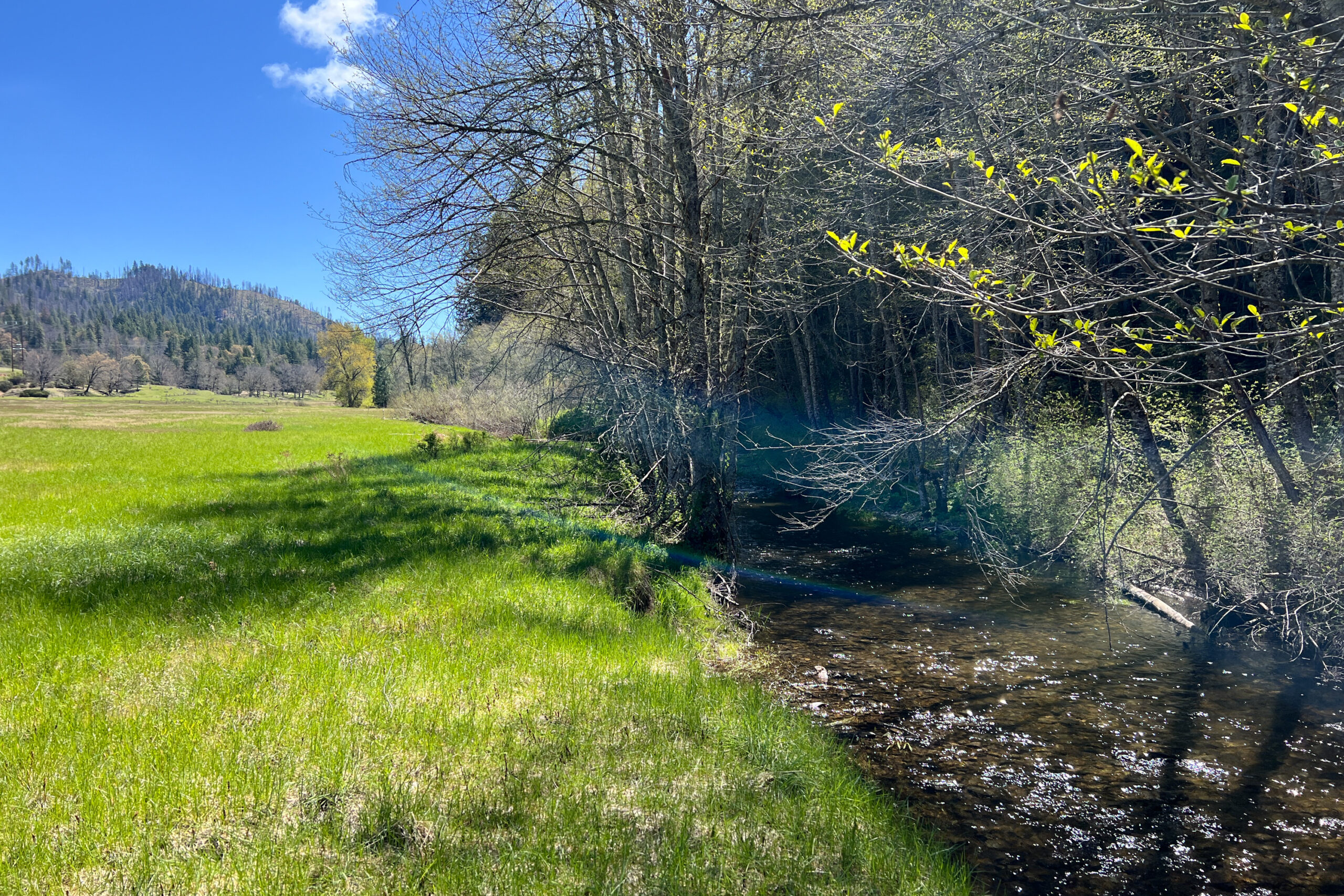 Creek and meadow