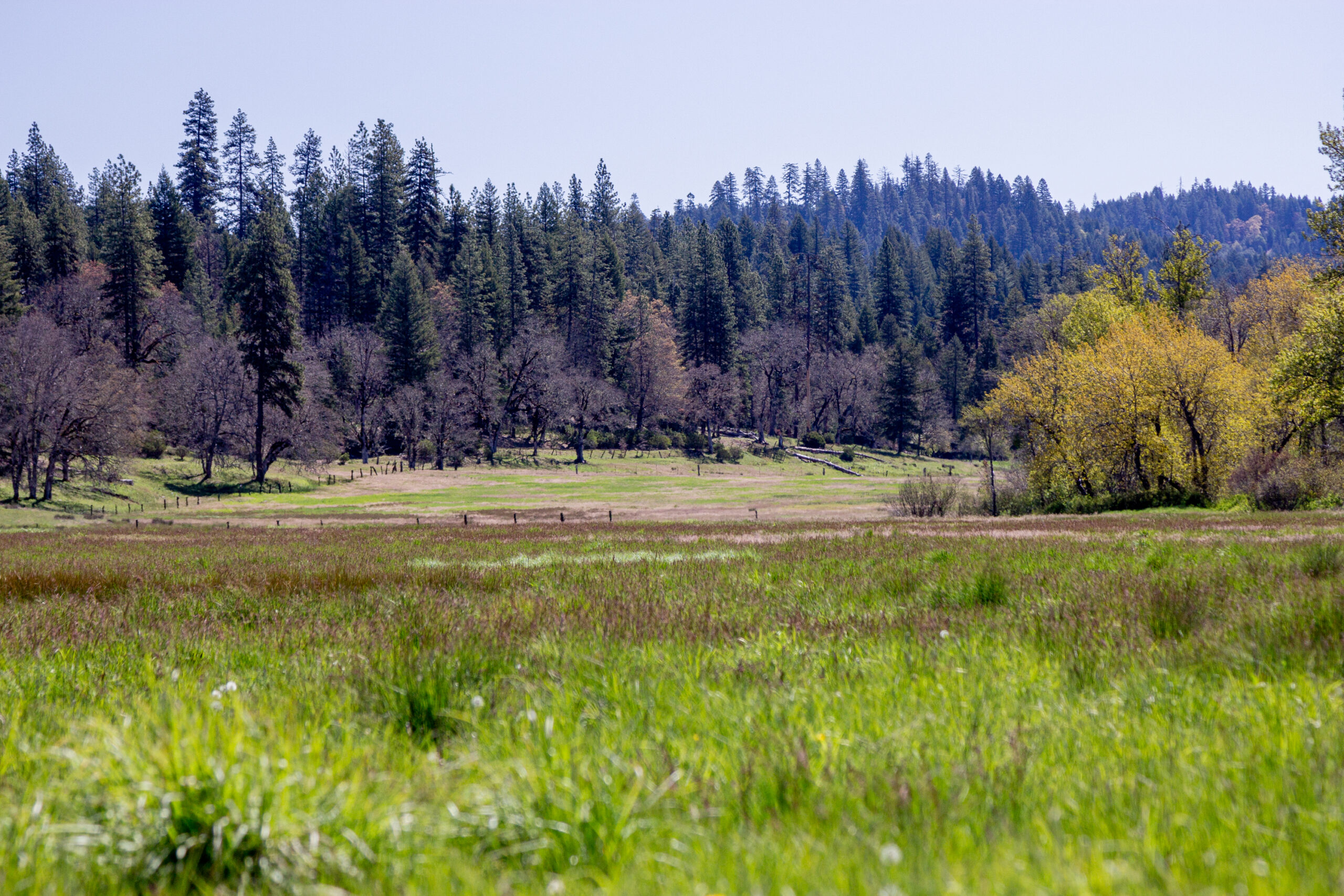 Meadow 2