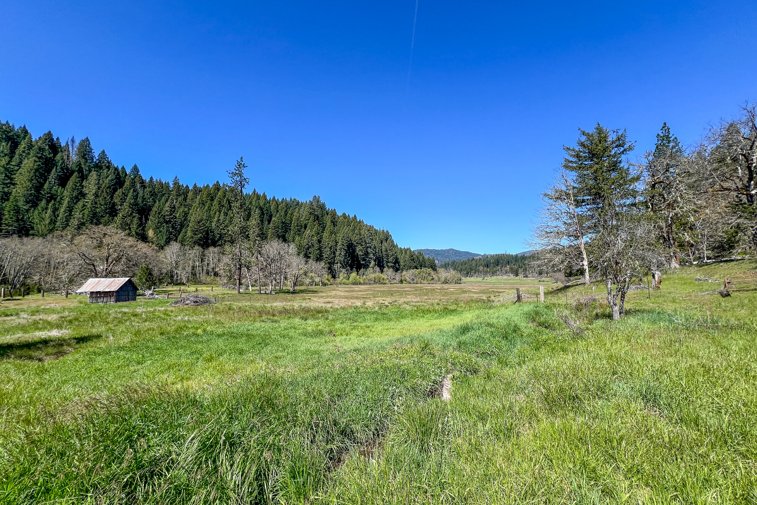 Meadow 3